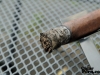 Perdomo Champagne Noir