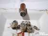 adrians-cromagnon-31
