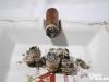 adrians-cromagnon-32