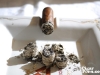 adrians-cromagnon-33