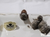 Rodrigo Cigars Belicoso